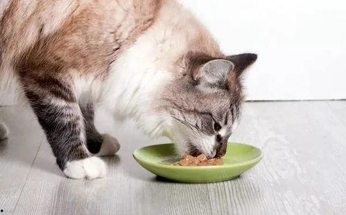 瓜哥吃瓜画猫,趣味横生的创意绘画之旅