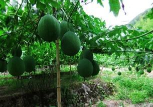 孕晚期吃吊瓜,营养滋补，助力母婴健康