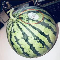 网红吃瓜泡泡,揭秘娱乐圈幕后真相