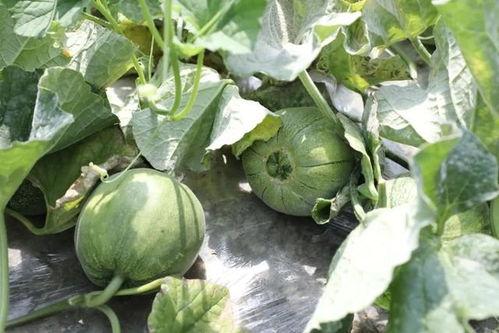 夏天吃瓜季,畅享清凉解暑的甜蜜时光