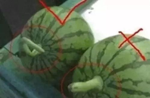 吃瓜支线怎么激发,解锁娱乐世界的趣味攻略