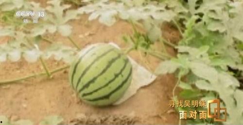 吃自己的瓜看自己的瓜,揭秘瓜田里的自我反思之旅