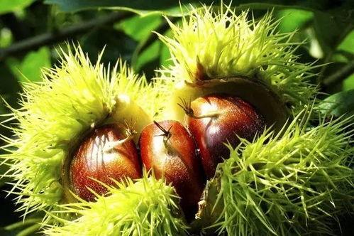 吃瓜的板栗儿,网络红人的崛起之路