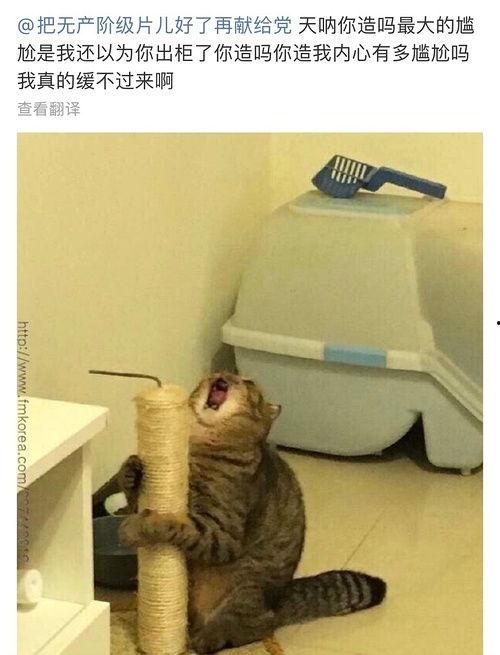 吃瓜小熊避雷,揭秘网络谣言背后的真相