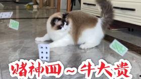 蜜桃猫吃瓜,揭秘娱乐圈那些不为人知的幕后故事