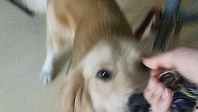 金毛蛋黄吃瓜,金毛蛋黄的夏日瓜趣之旅