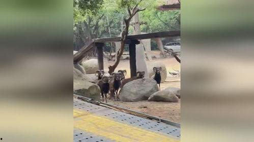 吃瓜群众动物看热闹