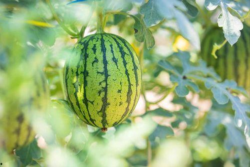 常州二中吃瓜,吃瓜群众揭秘校园热点事件