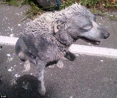 吃瓜狗车祸视频,吃瓜狗车祸现场视频曝光