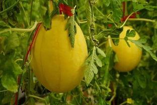 正宗吃瓜群,揭秘网络社交的“瓜田”盛景